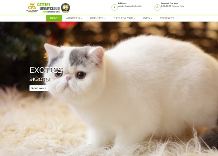 Разработка сайта питомника экзотических кошек